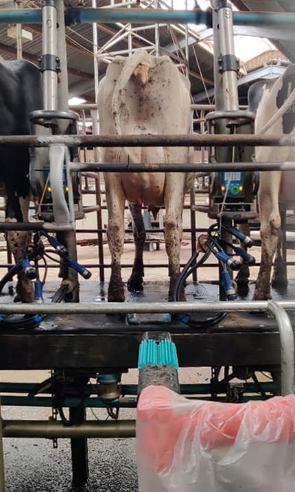 System safely cleans cows in a commercial farm environment