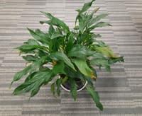 Helios2 Plant thumbnail