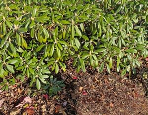 Outdoor-Plants-Helios2Ray