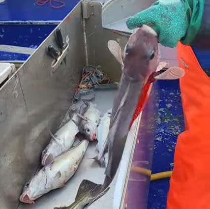 Case-study-catchReg-fish