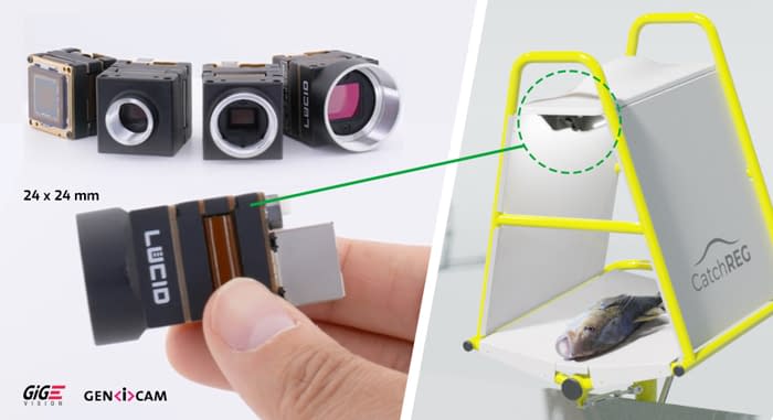 Phoenix 24x24mm Camera CatchREG Phoenix 24x24mm Camera CatchREG