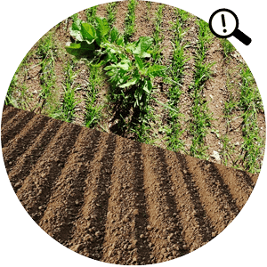 Biological & environmental variability