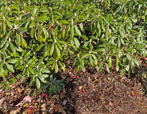 Outdoor-Plants-Helios2Ray-small Outdoor-Plants-Helios2Ray