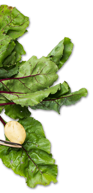 Lettuce-side Food Inspection